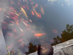 -金孔雀温泉旅游度假村