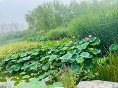 -燕郊植物园