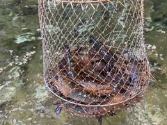 -桃源乐钓虾馆(松岗概念店)