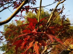 -重庆中央公园(渝北区)