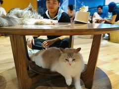 -瞄一喵猫咖(格力海岸店)
