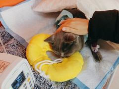 -瑞派福兴宠物医院犬猫全科·骨科·中西医结合(河东店)