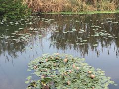 -五缘湾湿地公园