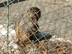 -新疆天山野生动物园