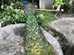 -吉隆坡雀鸟公园