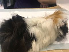 -雨林宠物医院 非犬猫异宠专科