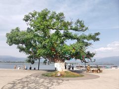 -西昌邛海湿地