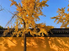 -西园戒幢律寺