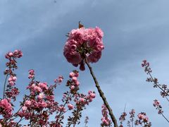 -上海共青森林公园