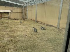 -合肥野生动物园