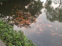 -西湖外事游船(花港观鱼码头)