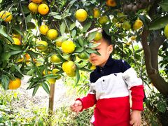 -樂桃源奉贤黄桃种植采摘基地