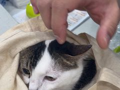 -安安宠医宠物医院·异宠·犬猫内科(岳阳分院)