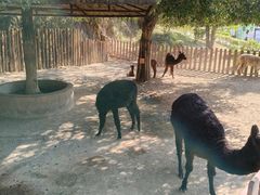 -泉州海丝野生动物世界