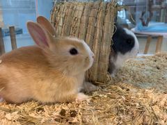 -喵宠乐园·撸猫互动·猫舍