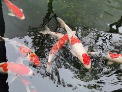 -紫马岭公园