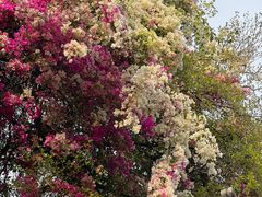 -深圳国际园林花卉博览园