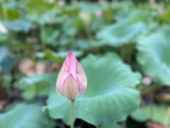 -福建鲤鱼洲酒店