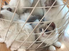 -momokira米努特·德文卷毛猫·棉花面纱犬