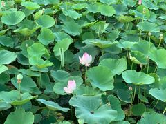 -天津东丽湖风景区