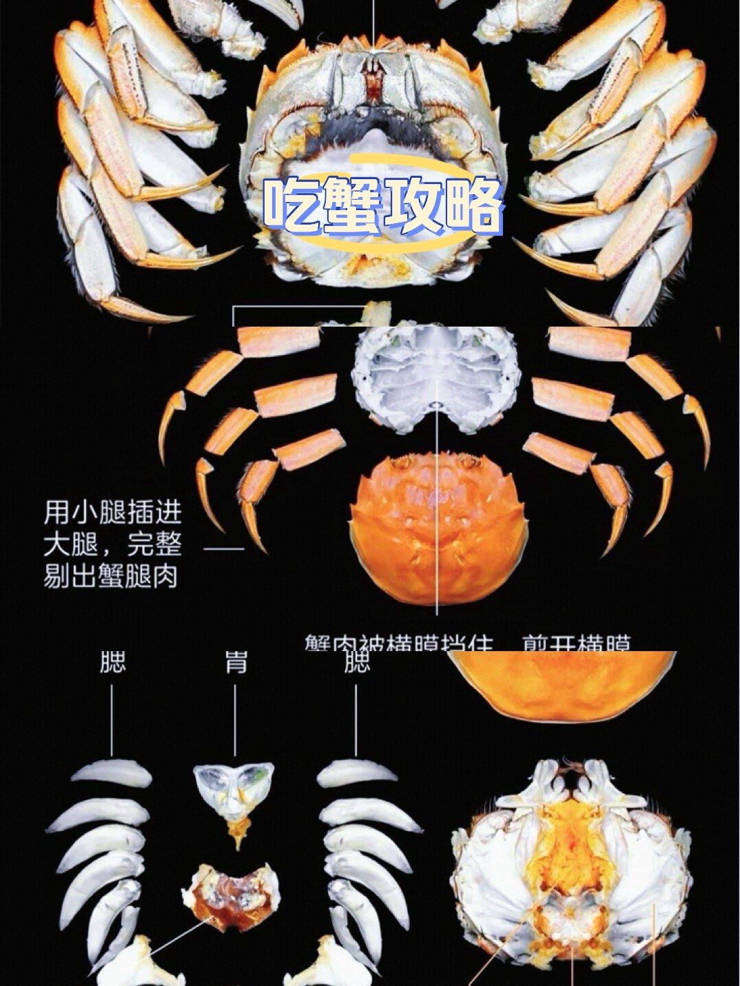 🍽️蟹攻略