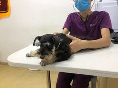 -创凡宠物医院·骨专科  猫科中心(西乡分院)
