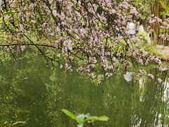 -棠湖公园