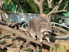 -西霞口神雕山野生动物世界