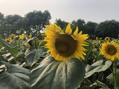 -百万葵园
