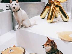 -柴务处·柴犬主题狗咖