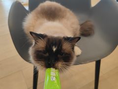 -Let's go狗咖·猫咖·奶狗·桌游(春熙路IFS店)