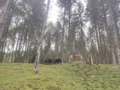 -硗碛藏寨·神木垒景区