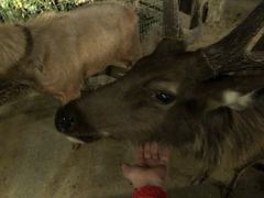 -清迈夜间动物园