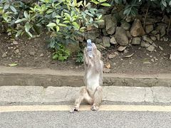 -黔灵山公园