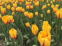 -洛阳郁金香牡丹园