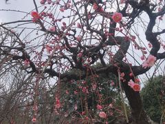 -水前寺成趣园