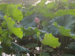 -三圣花乡旅游区