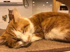 -more than meow吴止猫主题餐厅(承德 中船汇店)