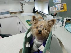 -西安京西宠物医院·瘫痪·疑难杂症