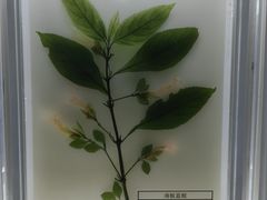 -广东中医药博物馆