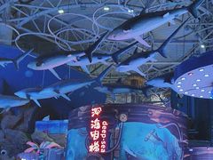 -烟台海昌鲸鲨海洋公园