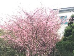 -香雪海