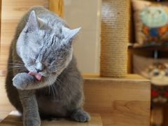 -more than meow吴止猫主题餐厅(承德 中船汇店)