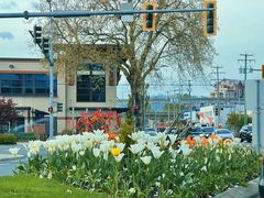 -Steveston Pizza Company (Richmond)