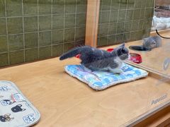 -帕帕拉兹宠物(亚洲旗舰店)