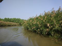 -大湾区中央湿地公园