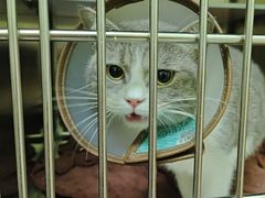 -瑞鹏宠物医院·夜间急症·心超·猫科(祖庙分店)