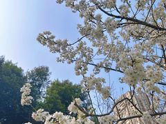 -重庆市江北嘴中央商务区中央公园