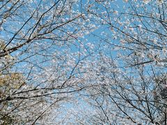 -高东镇樱花园