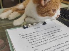 -飞行喵MR PILOT|猫舍·猫咖(静安大融城店)